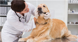 7 dịch bệnh nguy hiểm cần phải tiêm phòng của cún
